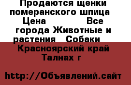 Продаются щенки померанского шпица › Цена ­ 45 000 - Все города Животные и растения » Собаки   . Красноярский край,Талнах г.